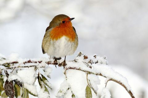 De vogel van Robin op een boomtak in een sneeuwtuin