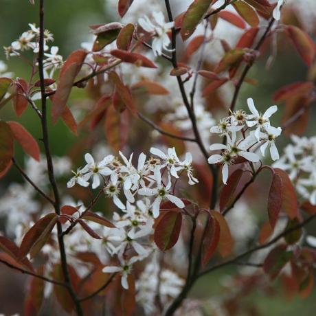 Amelanchier lamarckii