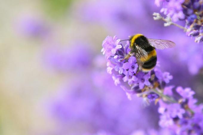 Engelse lavendelplanten bestuiven bijen