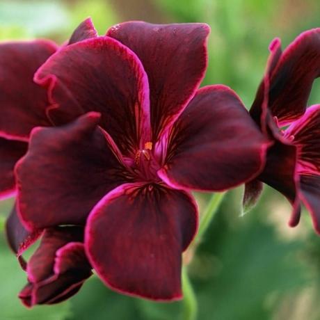 Pelargonium 'Lord Bute'