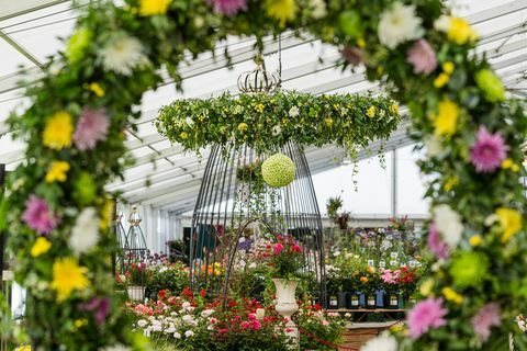 tatton park flower show 2019 chrysanthemums direct staat centraal als meesterkweker