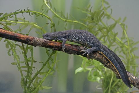 Grote kamsalamander, Triturus cristatus