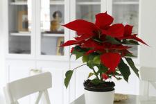Verzorging van poinsettia: alles wat u moet weten over de kerstbloem