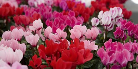 perkplanten, cyclamen