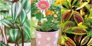 At Home With Plants van Ian Drummon en Kara O'Reilly - planten voor kinderruimtes