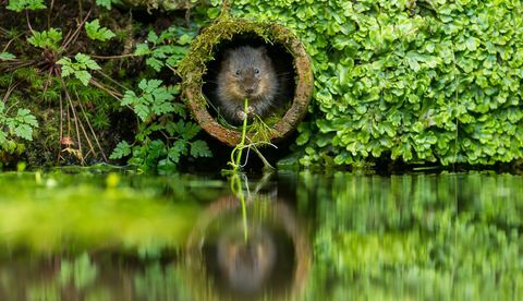 Een woelmuis in een gat