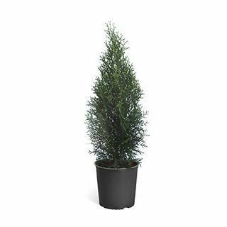 Smaragdgroene Arborvitae groenblijvende boom