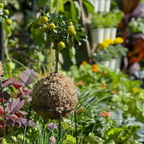 ze kweekt groenten sta op en kweek eetbare tuin, volkstuinzone hampton court palace garden festival 2021