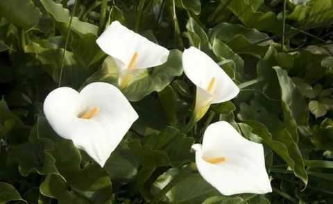 tropische planten-zantedeschia-aethiopica