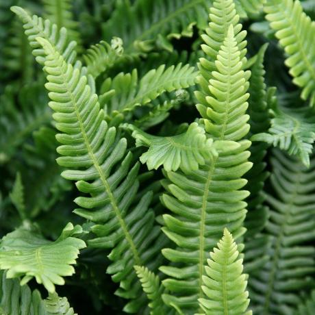 Blechnum kruidig