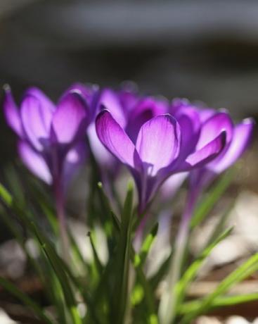 krokus, krokus cultivar groep van paarse krokus met zonlicht schijnt door bloemblaadjes van omhoog gedraaide, open bloemenfoto door flowerphotosuniversele afbeeldingen groep via getty-afbeeldingen