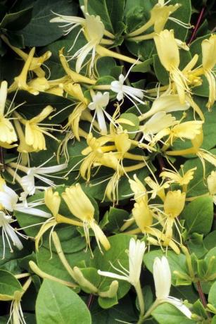 Lonicera japonica 'Halliana', Japanse kamperfoelie, witte en gele geurende bloemen