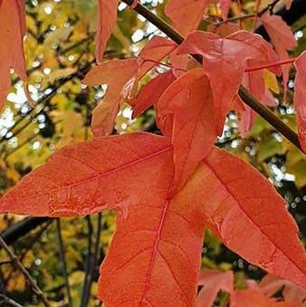 Acer Buergerianum drietandesdoorn