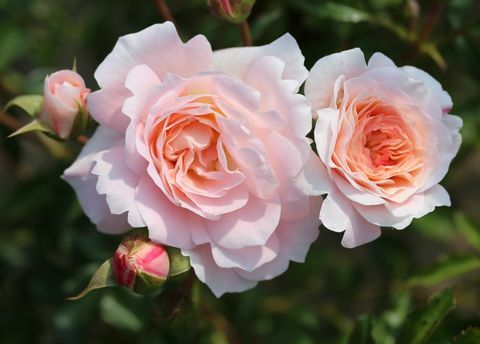 Rosa Sarah Elizabeth (‘Athyfgrafos’) - RHS Hampton Court Palace Flower Show 2018