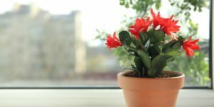 mooie bloeiende schlumbergera plant kerst of dankzegging cactus in pot op vensterbank ruimte voor tekst