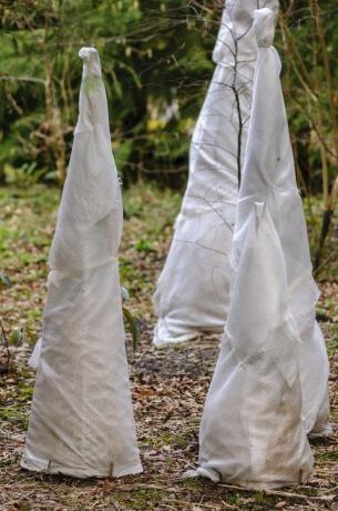 vliezen beschermen tere planten tegen vorst in een tuin