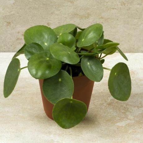 Pilea peperomioides, geldplant in de pot. Enkele plant, beige achtergrond.