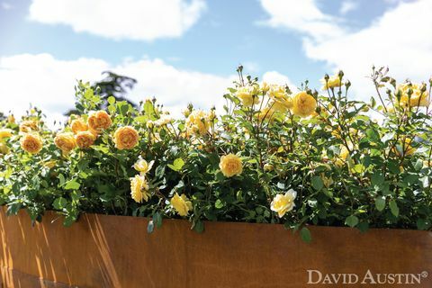 david austin, regenboog van rozen installatie, rhs hampton court paleis bloemenshow, juli 2021