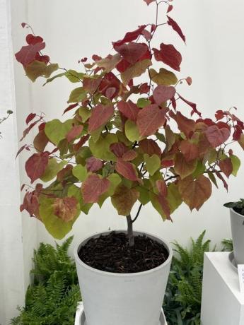 de Chelsea Flower Show 2021﻿ plant van het jaar is cercis canadensis 'eeuwige vlam'