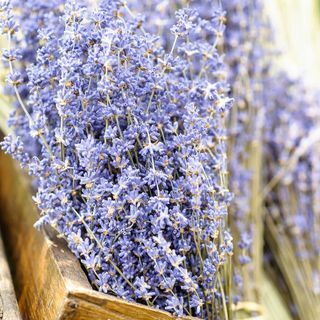 Gedroogde Lavendel Bos