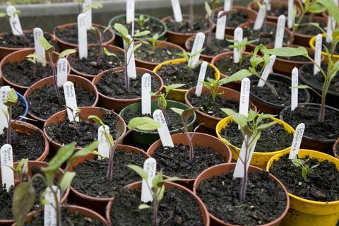 Jonge tomatenzaailingen (Solanum lycopersicum). mei