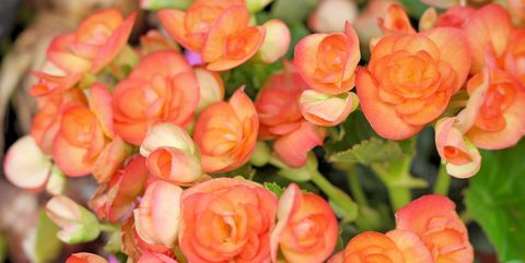 perkplanten begonia bloemen