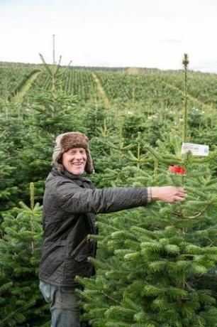 Waitrose verkoopt gigantische 9ft kerstbomen terwijl het zich voorbereidt op de drukste dag van de boomverkoop