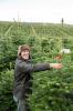 Waitrose verkoopt enorme 9ft kerstbomen op tijd voor de drukste dag van de boomverkoop