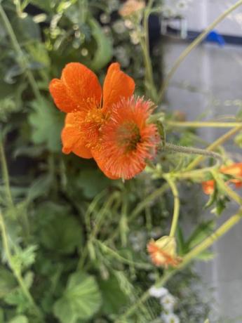 Chelsea Flower Show ideeën voor wilde planten