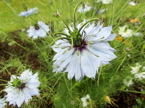 Zwarte komijn / Nigella sativa bloemen