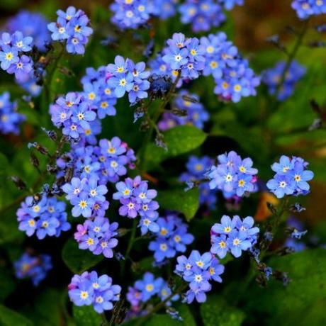 tuintrends 2022 blauw vergeet me niet bloemen