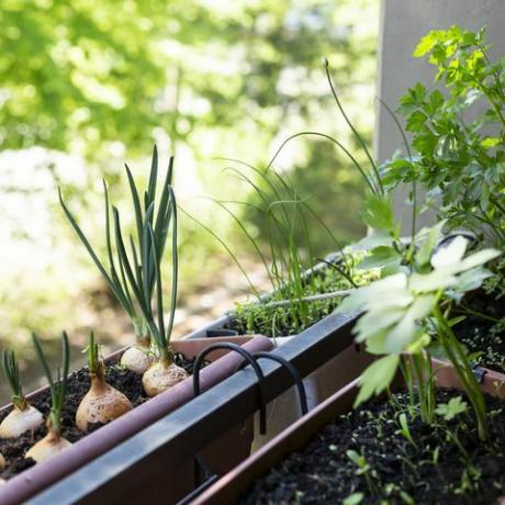 tuintrends 2022 zelf kweken, diverse kruiden groeien in kleine balkontuin