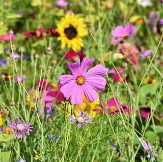 Wildflower Zaadballen Cadeau