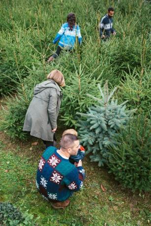 Families die een Kerstboom kiezen