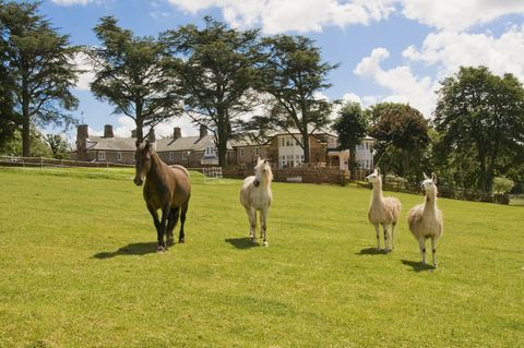 Hammer Hill House - Shropshire - paarden - Knight Frank