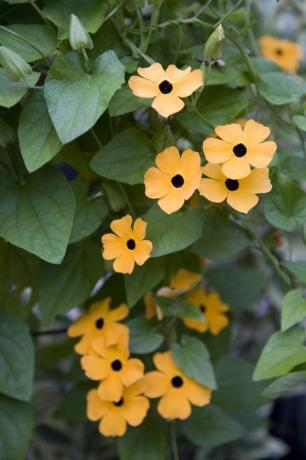 oranje thunbergia bloemen en bladeren