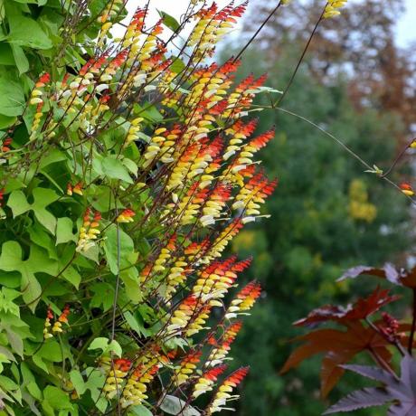 Ipomoea lobata, Spaanse vlag