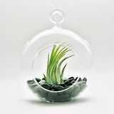 Hangend glazen terrarium