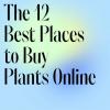 Hoe kamerplanten te kopen: alles wat u moet weten en de beste planten om te kopen