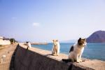 Cat Island in Japan