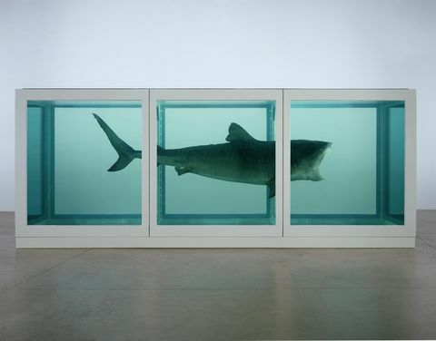 Haaienfoto van Damien Hirst