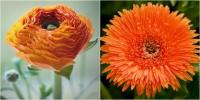 Uw gids voor het kiezen van bloemen deze Moederdag: hoe het perfecte boeket te plukken