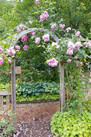 roze klimrozen boven prieel