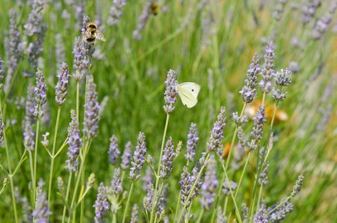 Insecten die Lavenders op Gebied bestuiven