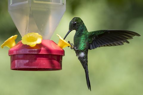 Kolibries van Costa Rica