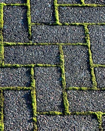 mos groeit tussen straatstenen op een tuinpad