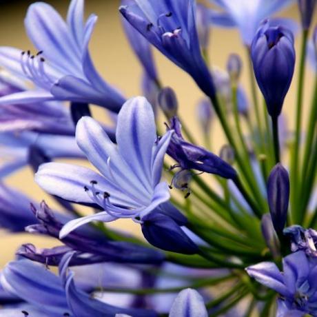 agapanthus