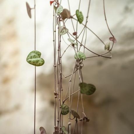 Ceropegia woodii. Stedelijke jungle. Wintertuin met planten, bloemen. Tuin in huis, potplanten verplanten