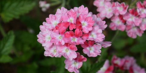 perkplanten, roze verbena zomerbloembedden