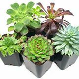 Succulent Pack